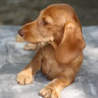 WillowRdChtleM, a male Dachshund for sale in Mabank, TX – 1 of 4