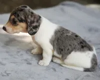 LaineyDpleM, a male Dachshund for sale in Mabank, TX – 4 of 4