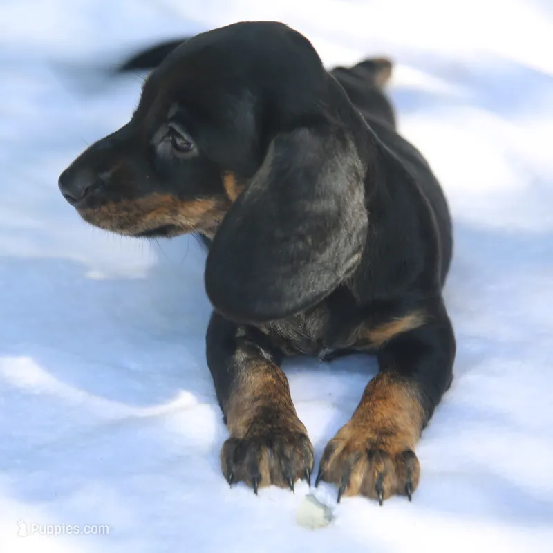 AspenBlkF2 – Dachshund puppy for sale in Mabank, TX