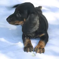 AspenBlkF2, a female Dachshund for sale in Mabank, TX – 1 of 4