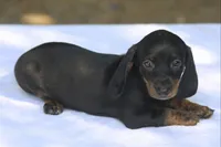 AspenBlkF2, a female Dachshund for sale in Mabank, TX – 4 of 4