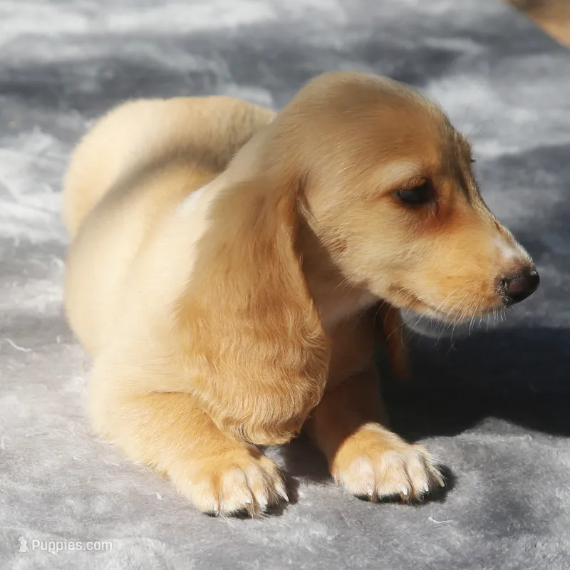 TillieRd – Dachshund puppy for sale in Mabank, TX
