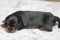PollyM, a male Dachshund for sale in Mabank, TX – 2 of 3