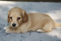 TaraCrmM, a male Dachshund for sale in Mabank, TX – 4 of 4