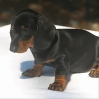RollinsF, a female Dachshund for sale in Mabank, TX – 2 of 4