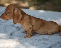 WillowRdChtleM, a male Dachshund for sale in Mabank, TX – 4 of 4