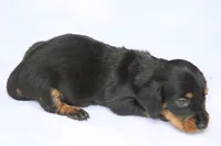KaydaBlkTnF, a female Dachshund for sale in Mabank, TX – 3 of 3