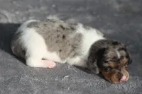 AveryDplePie, a male Dachshund for sale in Mabank, TX – 3 of 4