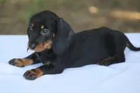 KaydaBlkTnF, a female Dachshund for sale in Mabank, TX – 5 of 5