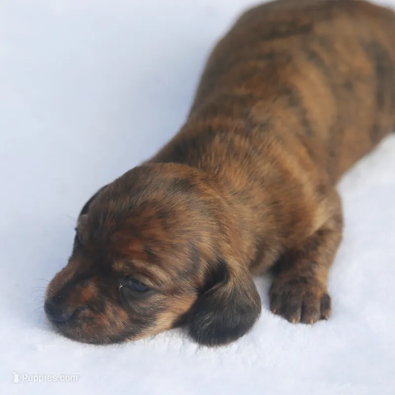 AnnieBrdleF2 – Dachshund puppy for sale in Mabank, TX