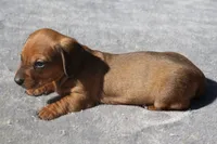 processed/fd5befd0-7986-47c6-b2b1-f27c1c5ecd21/listing/d154ef9c-8128-4190-8ce1-dfd63575c283/35f35645-305d-42a7-89fd-98a3ecdf34c6