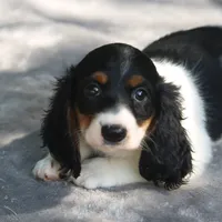 AspenPieM, a male Dachshund for sale in Mabank, TX – 1 of 4
