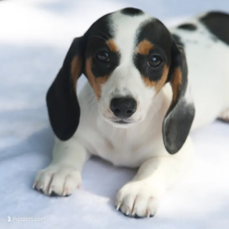LaineyBlkF – Dachshund puppy for sale in Mabank, TX
