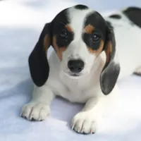 LaineyBlkF, a female Dachshund for sale in Mabank, TX – 1 of 4