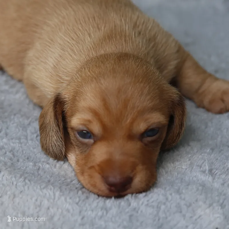 WillowRdChtleM – Dachshund puppy for sale in Mabank, TX