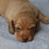 WillowRdChtleM, a male Dachshund for sale in Mabank, TX – 1 of 3