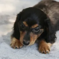 BunnieBlkTnM, a male Dachshund for sale in Mabank, TX – 1 of 4