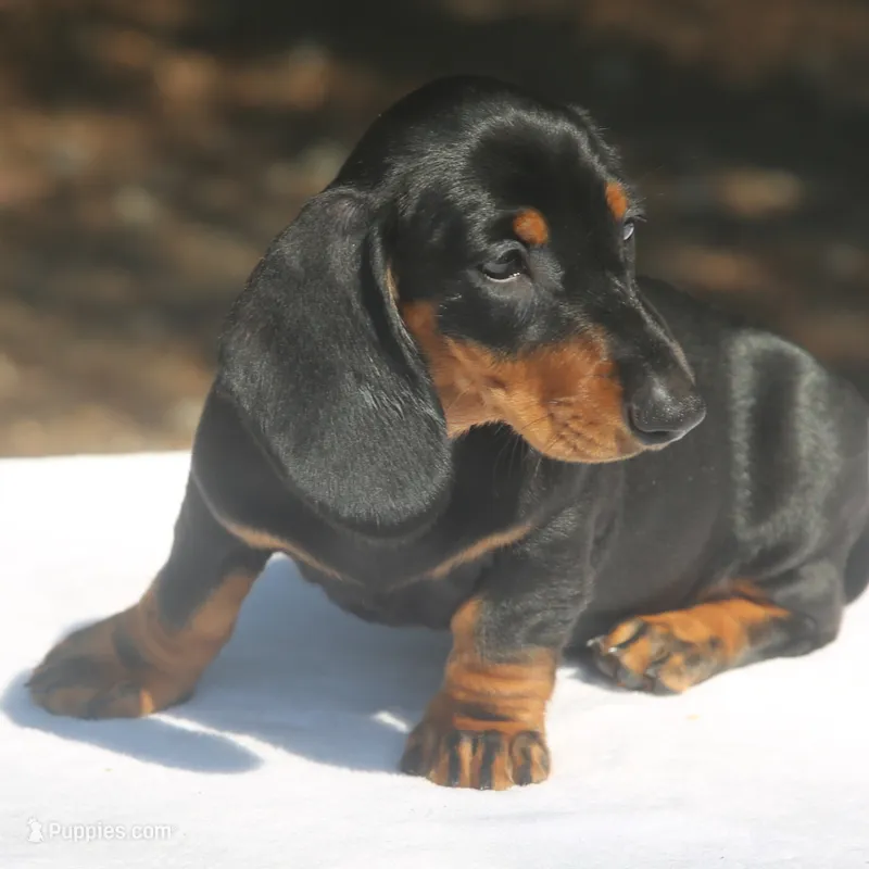 RollinsF – Dachshund puppy for sale in Mabank, TX