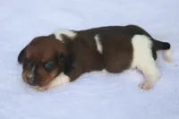 AveryPieF, a female Dachshund for sale in Mabank, TX – 3 of 4
