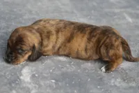 AnnieBrdleM2, a male Dachshund for sale in Mabank, TX – 3 of 4