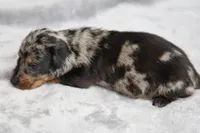 KaydaDpleM3, a male Dachshund for sale in Mabank, TX – 2 of 4