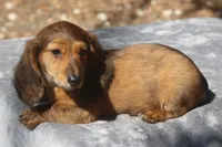 TillieRdBrdle2, a male Dachshund for sale in Mabank, TX – 4 of 4