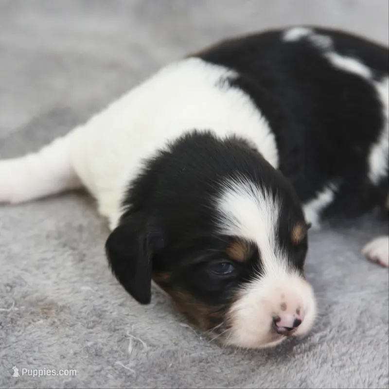 PhoebePieM2 – Dachshund puppy for sale in Mabank, TX