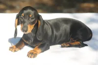 LorettaF3, a female Dachshund for sale in Mabank, TX – 2 of 4