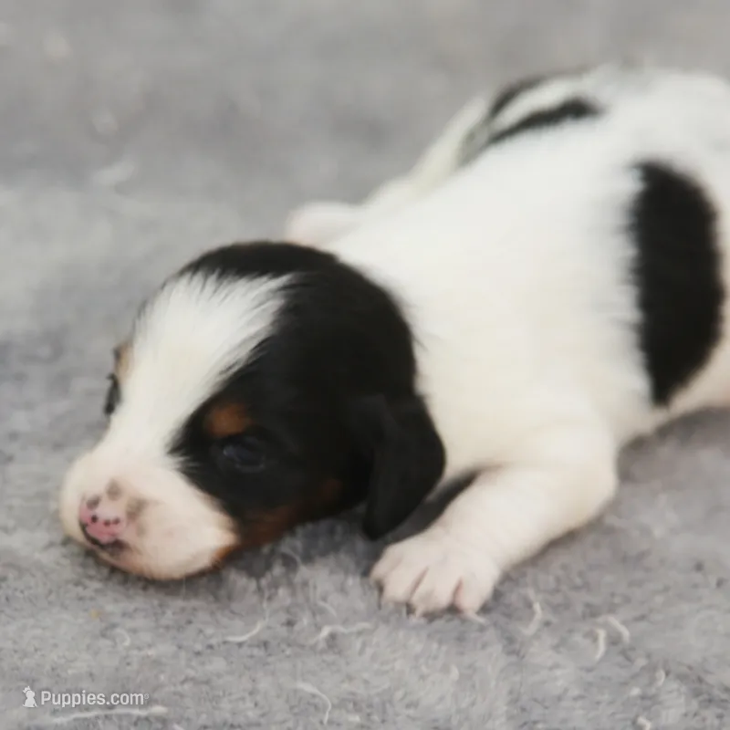 GabiPieM2 – Dachshund puppy for sale in Mabank, TX