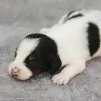 GabiPieM2, a male Dachshund for sale in Mabank, TX – 1 of 4