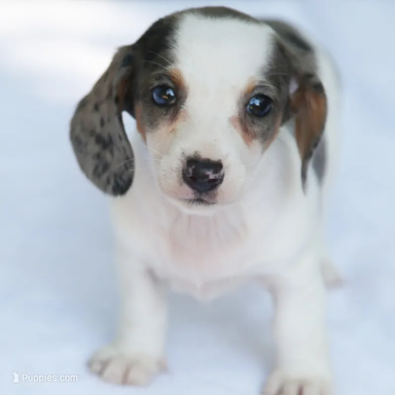 LaineyDpleF – Dachshund puppy for sale in Mabank, TX