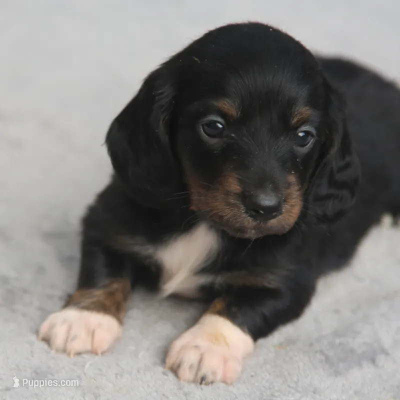 AnnieBlkM – Dachshund puppy for sale in Mabank, TX