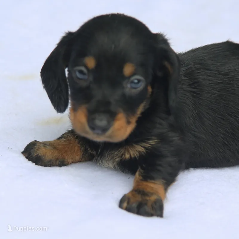 KaydaBlkTnF – Dachshund puppy for sale in Mabank, TX