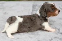 PaisleyDple, a male Dachshund for sale in Mabank, TX – 4 of 4