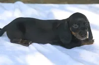 AspenBlkF2, a female Dachshund for sale in Mabank, TX – 2 of 4