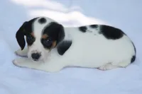 LaineyBlkF, a female Dachshund for sale in Mabank, TX – 2 of 4