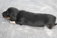 AnnieBlkM, a male Dachshund for sale in Mabank, TX – 3 of 3