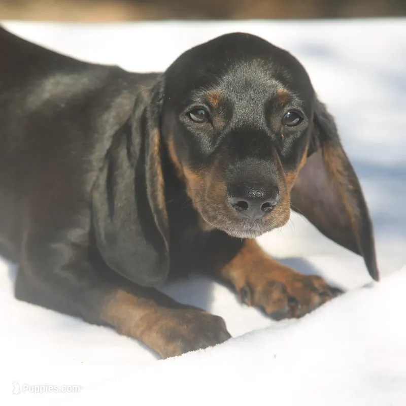 AspenBlkF2 – Dachshund puppy for sale in Mabank, TX