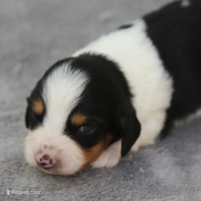 PhoebePieM1 – Dachshund puppy for sale in Mabank, TX