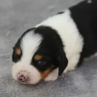 PhoebePieM1, a male Dachshund for sale in Mabank, TX – 1 of 4