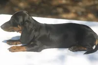 AspenBlkF2, a female Dachshund for sale in Mabank, TX – 3 of 4