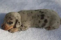 AveryBlueM, a male Dachshund for sale in Mabank, TX – 3 of 4