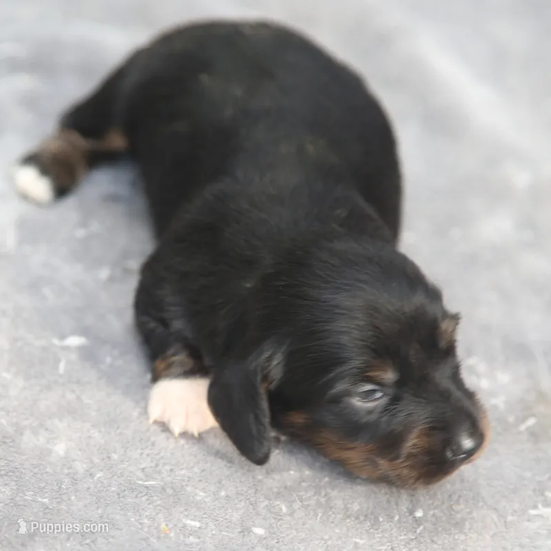 AnnieBlkM – Dachshund puppy for sale in Mabank, TX