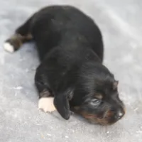AnnieBlkM, a male Dachshund for sale in Mabank, TX – 1 of 3