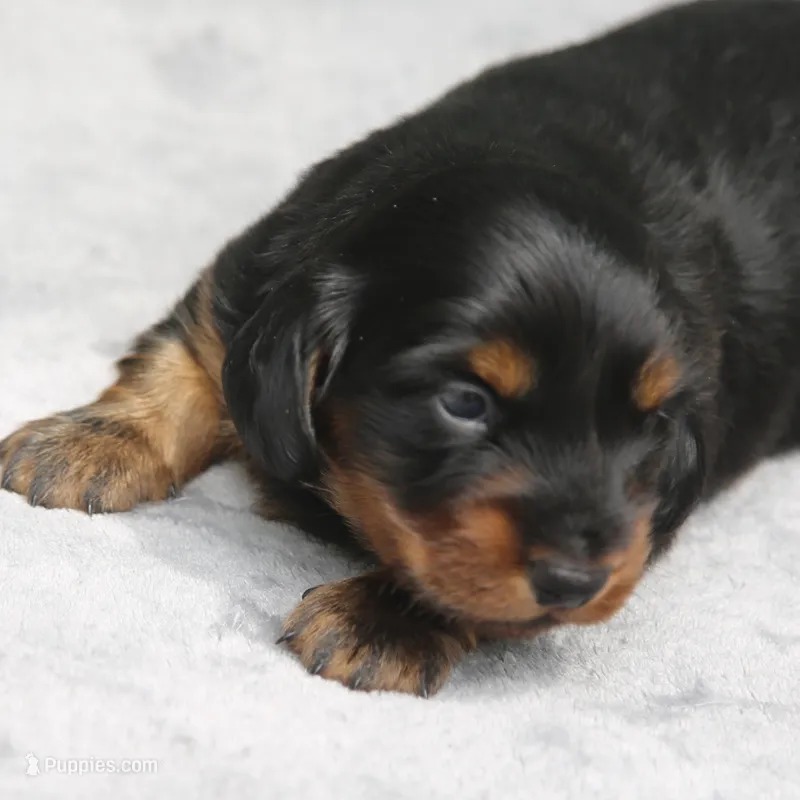 PollyM – Dachshund puppy for sale in Mabank, TX