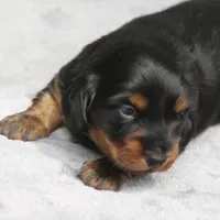 PollyM, a male Dachshund for sale in Mabank, TX – 1 of 3