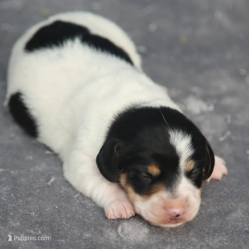 PennyBoy – Dachshund puppy for sale in Mabank, TX