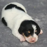 PennyBoy, a male Dachshund for sale in Mabank, TX – 1 of 4