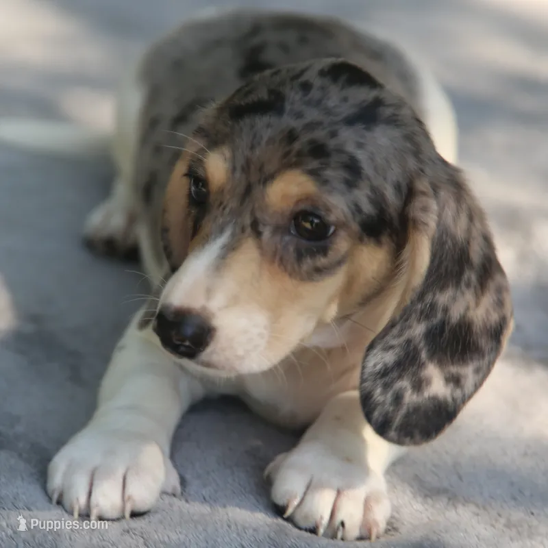 LaineyDpleM – Dachshund puppy for sale in Mabank, TX
