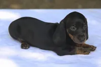 AspenBlkF2, a female Dachshund for sale in Mabank, TX – 3 of 4